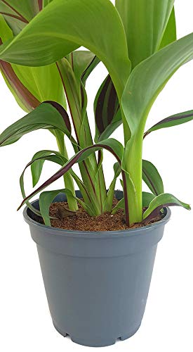 Fangblatt - Canna Cleopatra - indisches Blumenrohr mit gestreiften Blttern  - ideale Kbelpflanze fr Balkon oder Terrasse : Amazon.de: Garten