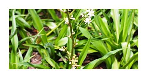 Stk - 10x Chlorophytum krookianum Berg Grnlilie Garten Pflanzen - Samen  ID864 - Seeds & Plants Shop by Ipsa : Amazon.de: Garten