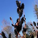 4 Black Pussy Willow Tree Cuttings to Grow - One of The Most Rare Catskin Willow Trees (4 Cuttings)