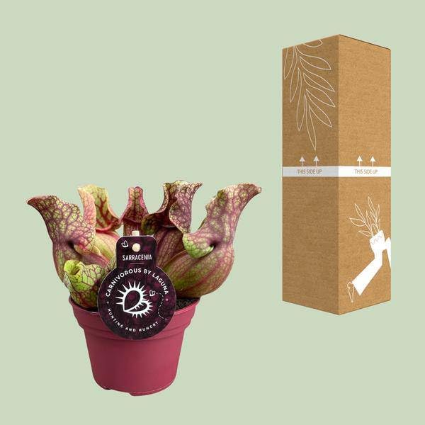 Schlauchpflanze Sarracenia Venosa – Kannenpflanze – Zimmerpflanze – Ø12cm – ca. 20cm – Pflegeleicht & Exotisch