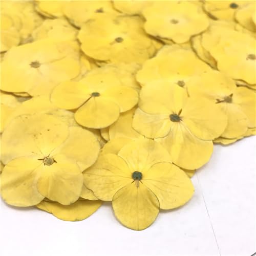 48 flores secas de hortensia amarilla para manualidades miniatura 1