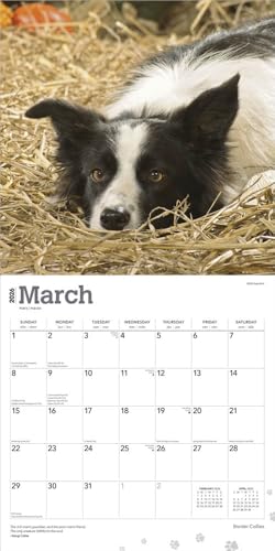 Border Collies | 2026 12 x 24 Inch (Hanging) Monthly Square Wall Calendar | Plastic-Free | BrownTrout | Animals Dog Breeds - image 3