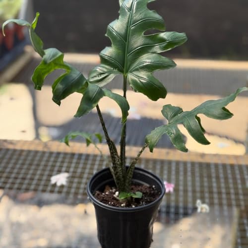 Live Alocasia Plant