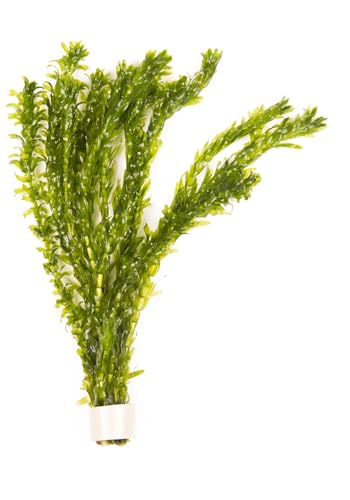 Lincolnshire Pond Plants Ltd - 10 x Oxygenating Weed Live Pond Plant ELODEA DENSA - Also Aquarium Aquatic Plants (Weigthed)