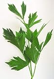 Lovage Herb Seeds - 50 Count Seed Pack- Non-GMO - an herb that Tastes Like Celery, with Undertones of Parsley and a hint of Anise. - Country Creek LLC