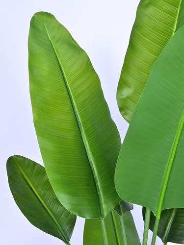 Review de Planta ave del paraiso precio disponible en línea. 24 Imagen adicional