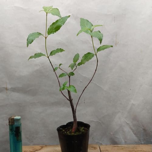 植木苗クマノミズキ 植木苗クマノミズキ