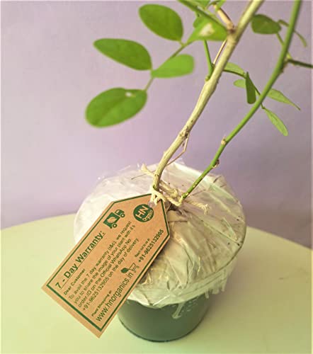 Image of Blue Aparajita Flower Plant with Pot | All Season Plants | for Home Garden (Blue Aparajita)