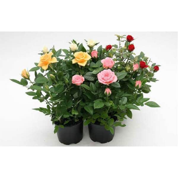 Mphmi NCR Winter Plants Set of 5 Enchanting Roses Rose (Yellow) Rose (White) Rose (Red) Rose (Dark Pink) Rose (Orange) (B0CGZLHTFL) Amazon Price History, Amazon Price Tracker