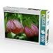 Produktbild CALVENDO Puzzle Abutilon, Schönmalve Lady Godivah 1000 Teile Lege-Größe 64 x 48 cm Foto-Puzzle Bild von Martina Cross
