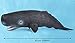 SmilerSmile Simulated Ocean Big Animal, One pc 15 Inch Soft Filled Rubber Sea Educational Toys (Sperm Whale)