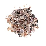 BESPORTBLE Decoración De Conchas Naturales Adornos De Caracolas para Acuario Casero Decoración De Roca