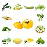 120 unidades de semillas de calabacín variedades antiguas, plantas resistentes al invierno para balcón, plantas de jardín (Cucurbita pepo) semillas vegetales variedades antiguas, plantas de balcón