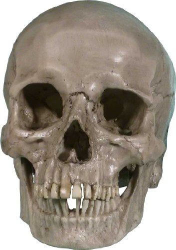 Authentic Life Size Replica Aged Relic Human Skull Reproduction In Crypt Dust Grey Color #3020-3093, By Nose Desserts #TOP2