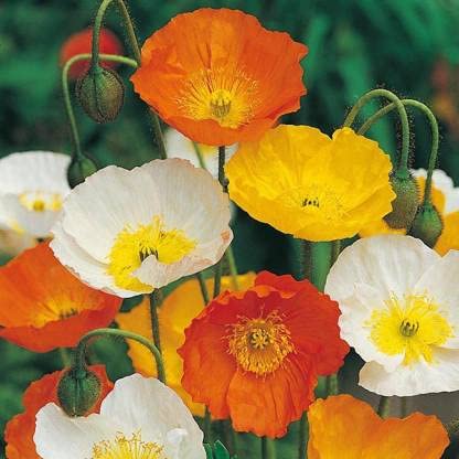 Green World ICELAND POPPY MIX FLOWER SEEDS FOR KITCHEN GARDENING (20 seeds)
