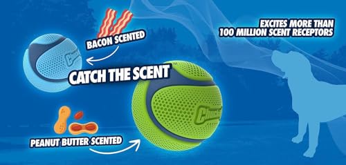 Chuckit! Sniff Ball Dog Toy, Durable High Bounce Bacon and Peanut Butter Scented Rubber Dog Ball Fetch Toy, Medium, 2 Pack image 5