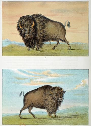 Impressions d'art mural bison mâle et femelle George Catlin affiche salon