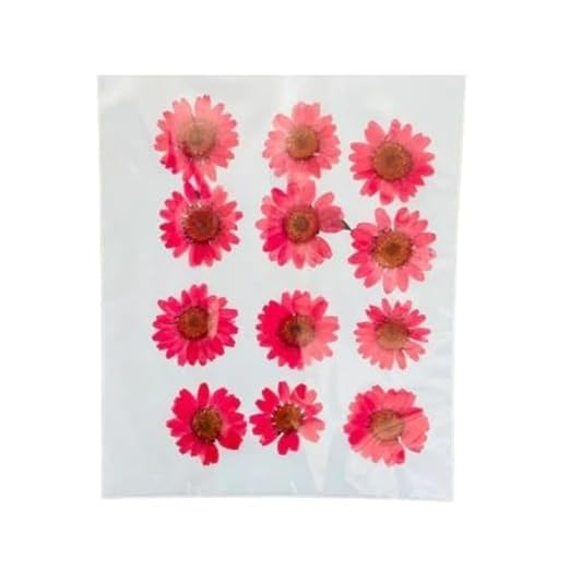 Dried Pressed Red Daisy Natural Flowers, Multicolour, Pack of 12, for Epoxy Resin Art, Candles, Crafts-image-30