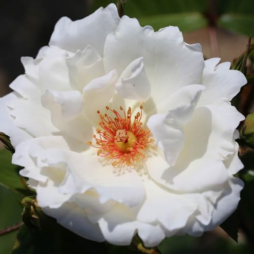 Harkness Roses White Star Climbing Rose â„¢, 3 Litre Potted, Established White Rose, Ready to Plant, for Garden Borders and Pots, Fragrant Flowers