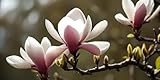 Magnolia Diamond Art Painting Kits, Full Drill Diamond Painting Crafts, Embroidery Cross Stitch Canvas Painting by Numbers for Adults/Kids , Home Wall Decor, Woman Festival Gifts 90x180 cmL-476