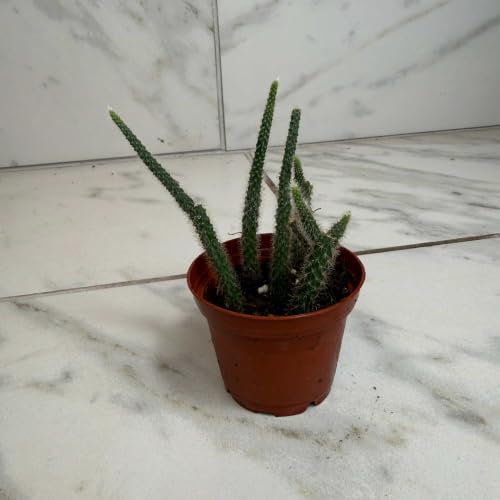 Aporocactus Flagelliformis Rat Tail