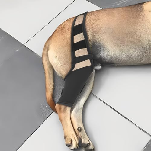 Joelheira para Cães, Recuperação Acelerada e Circulação Sanguínea, Rupturas do LCA, Luxação da Patel