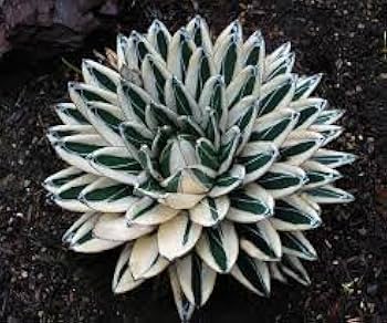 アガベ　オテロイ　コンパクト　compact ジェレミー産　子株 アガベ オテロイ コンパクト compact ジェレミー産 子株 - メルカリ