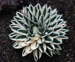 Amazon｜【種子】Agave Victoriae-Reginae Compact Form◇アガベ