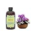African Violet