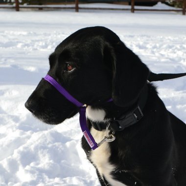 K9 Bridle - to stop your dog pulling (Small, Purple)