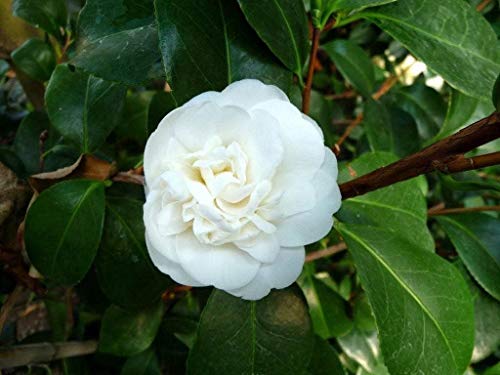Portal Cool Camelia Japonica Noble - Impianto In 9cm Pot