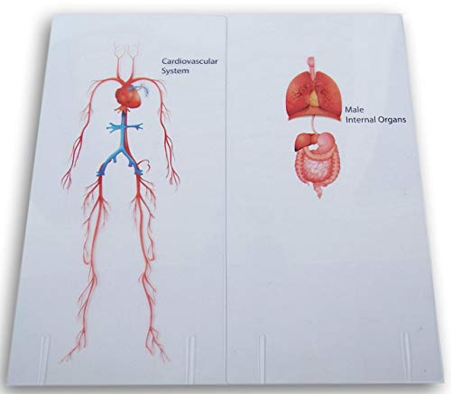Paper Craft Layering Jumbo Flash Cards - Human Anatomy - Organs, Skeleton, Cardiovascular System, Nervous System (Male) #TOP3