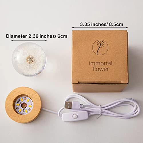 Deshintke Real Dandelion Glowing Crystal Ball Eternal Flower Paperweight With Luminous Base #TOP5
