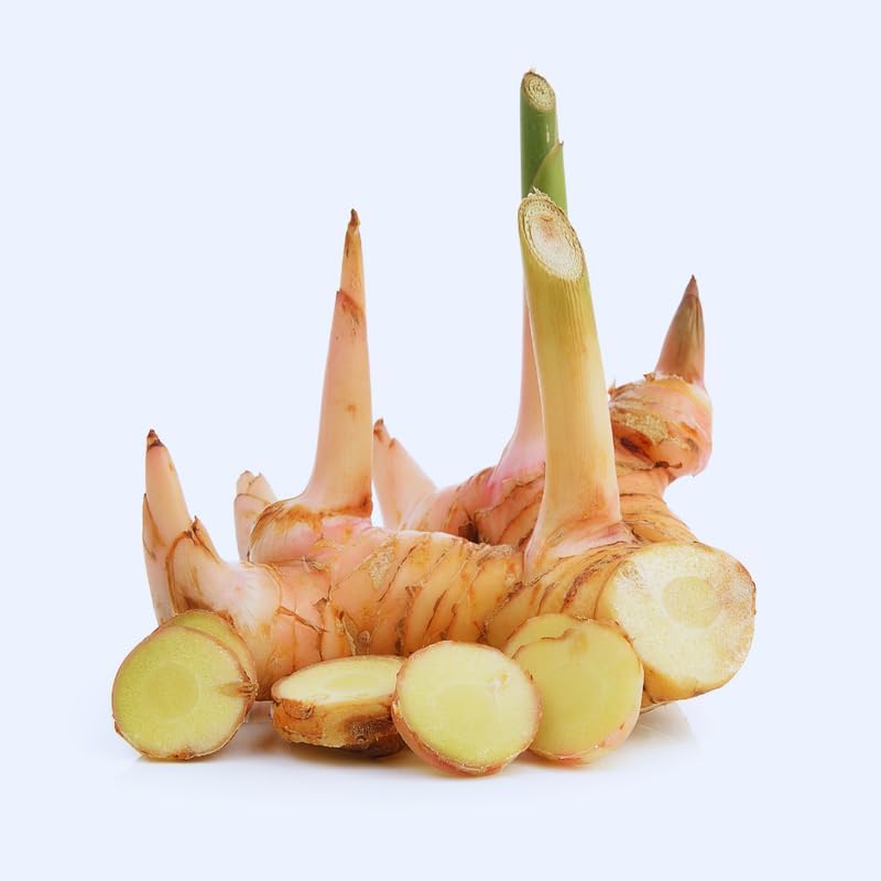 Set of 6 Large Ginger Plants Live, 4 to 7 Inches in Height, Galangal Plants, Live Ginger Plants, Ginger Live Plants for Garden, Ginger Starter Plant for Planting