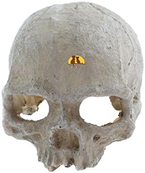 Emours Reptile Hideout Skull Vivarium Aquarium Fish Tank Resin Ornament Cave Decoration, Small image 5