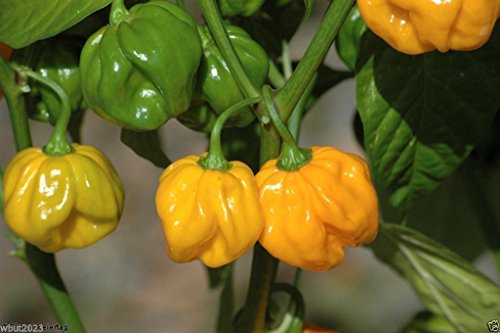 Aji Dulce Amarillo,PEPPER Seeds, Yellow Aji Dulce (C.chinense) from Venezuela.(200 Seeds)