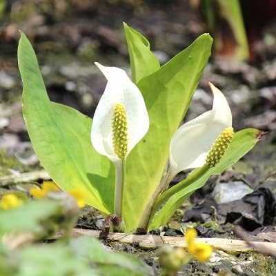 Amazon 紫桜館山の花屋 ミズバショウ 12ｃｍポット花芽付き大株仮植え苗5ポットセット 湿地性多年草 ビオトープ 水芭蕉 出荷は4月15日まで 花