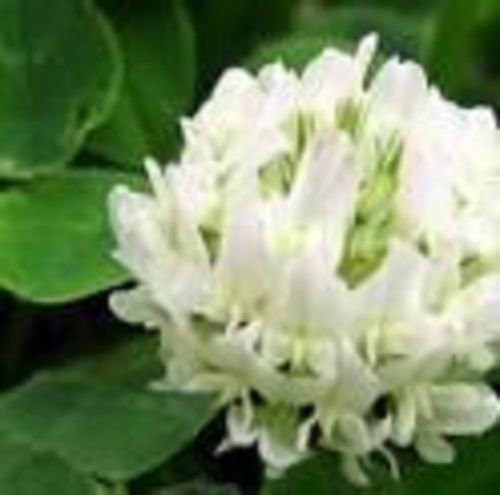 Sellify 100+Seeds/Pack White Dutch Clover Flower Seeds/Perennial/Great Gift (B071NLHQFY) Amazon Price History, Amazon Price Tracker