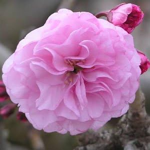 KWANZAN Cherry Tree - Double Flowers 3 - Year Live Tree