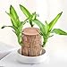 Brazilian Wood Plant,Brazilian Lucky Wood Plant for Home Office Desktop