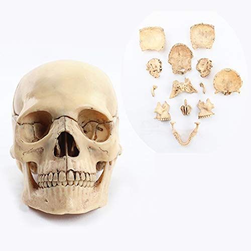 UIGJIOG 1: 2 cráneo Humano tamaño Natural Modelo Verdaderos Colores de Material médico en la enseñanza 15 Partes anatómicas anatomía esquelética Modelo 14.6 * 10.2 * 8.7cm,A3
