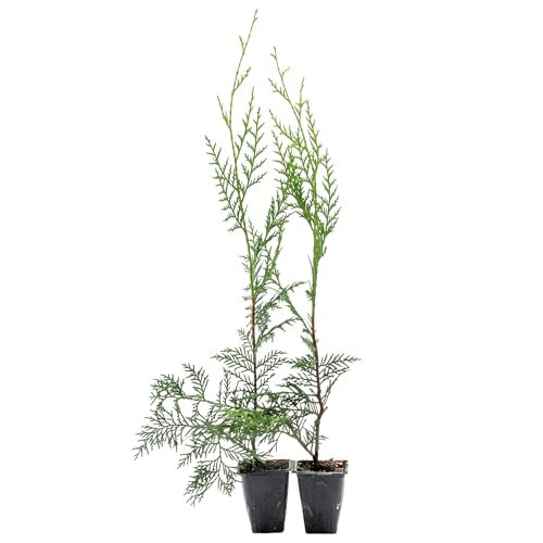 2 Murray Leyland Cypress in 3.5” Nursery Cubes (Cupressocyparis leylandii ‘Murrayii’) | Fast-Growing Evergreen Conifer Tree for Privacy Screens, Windbreaks & Borders | Ready-to-Plant