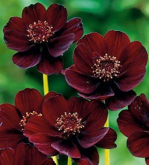 (2) Chocolate Cosmos Flowering Starter Potted Plants
