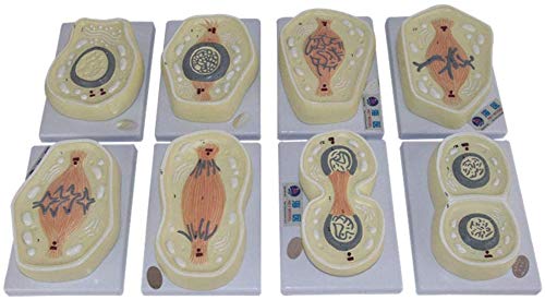 Meiosis móvil 8 Modelo, la Fase del Departamento de Biología Celular de la enseñanza de la anatomía Equipo Médico