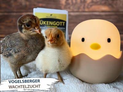 Kükengott Kükenlampe