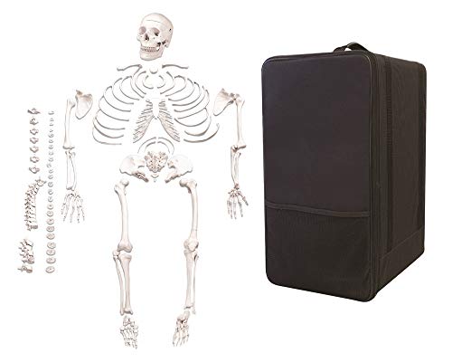 Vision Scientific Vas220-Cc0 Life Size, Total Disarticulated Skeleton | Bones & Osteological Features Numbered For Identification | 3-Part Skull | Key To Numbered Structures W Manual & Carrying Case #TOP22