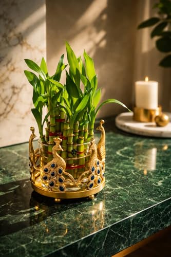 Image of Lucky Bamboo Plant 2-Layer in Round Glass Pot with Decorative Metal Stand - Feng Shui Indoor Plant for Home & Office, Vastu Good Luck Plant, Low Maintenance Air Purifying Gift