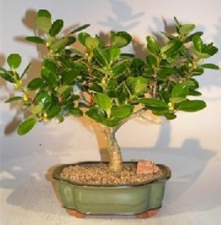 Amazon Com Bonsai Boy S Green Island Ficus Bonsai Tree Ficus Microcarpa Garden Outdoor