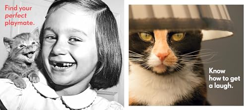 Really Important Stuff My Cat Has Taught Me