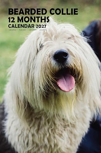 Calendario 2027 de Collie barbudo en formato A3 de alta calidad
